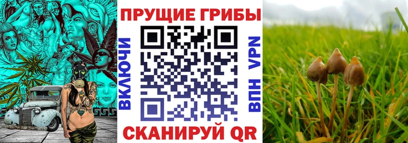 Псилоцибиновые грибы Cubensis  цены   Нововоронеж 